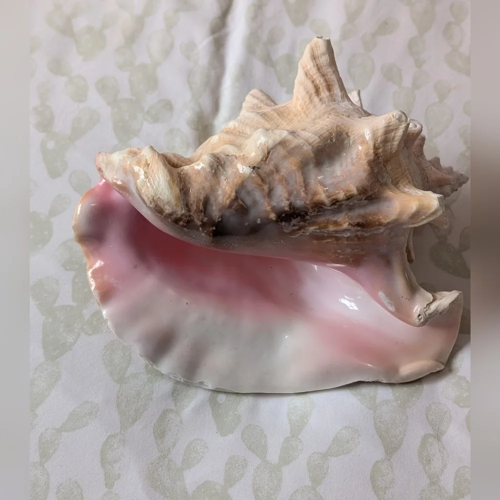 Large conch shell - Picture 2 of 2